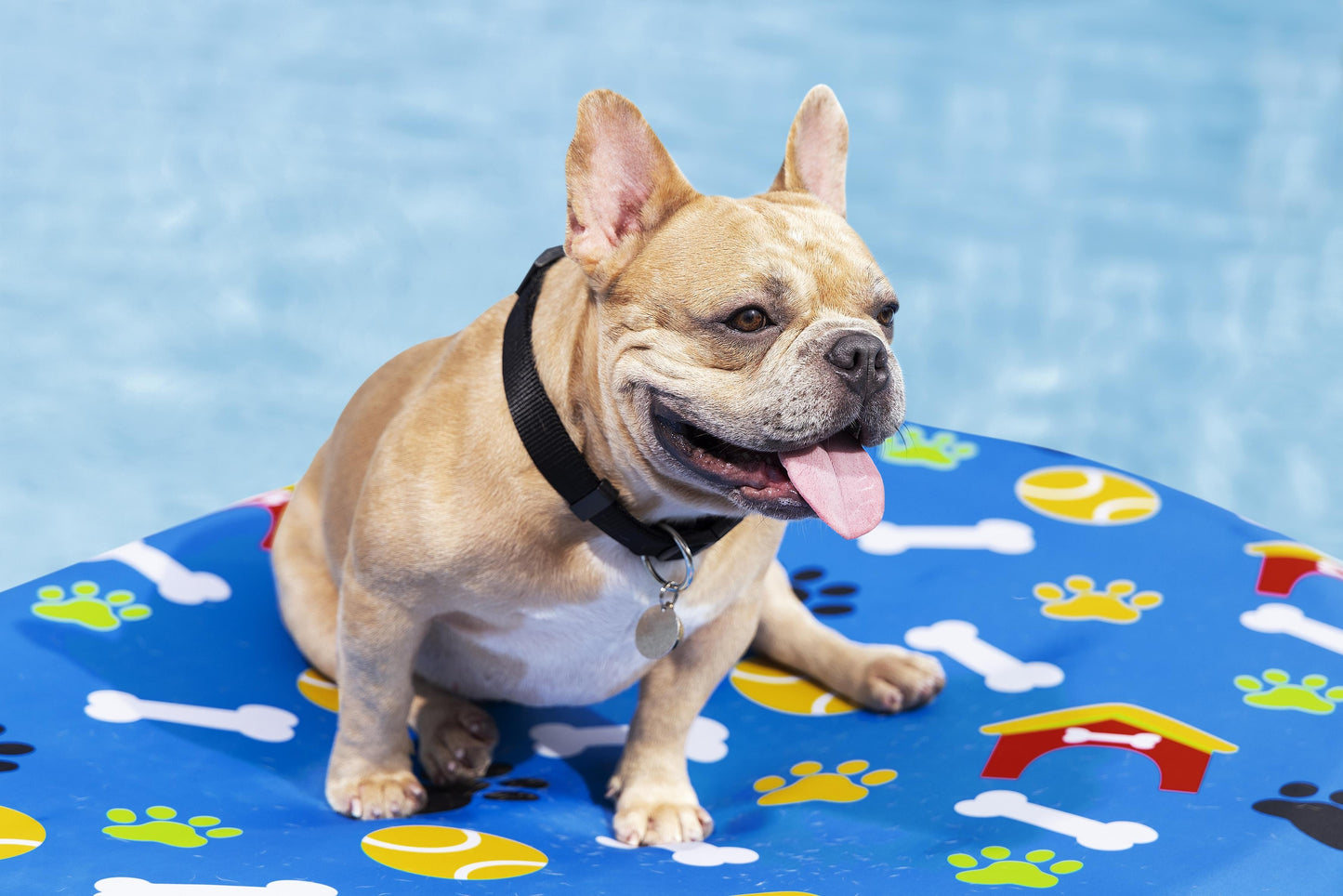 1.56m x 1.12m Fetchin' Fun Pet Pool Float
